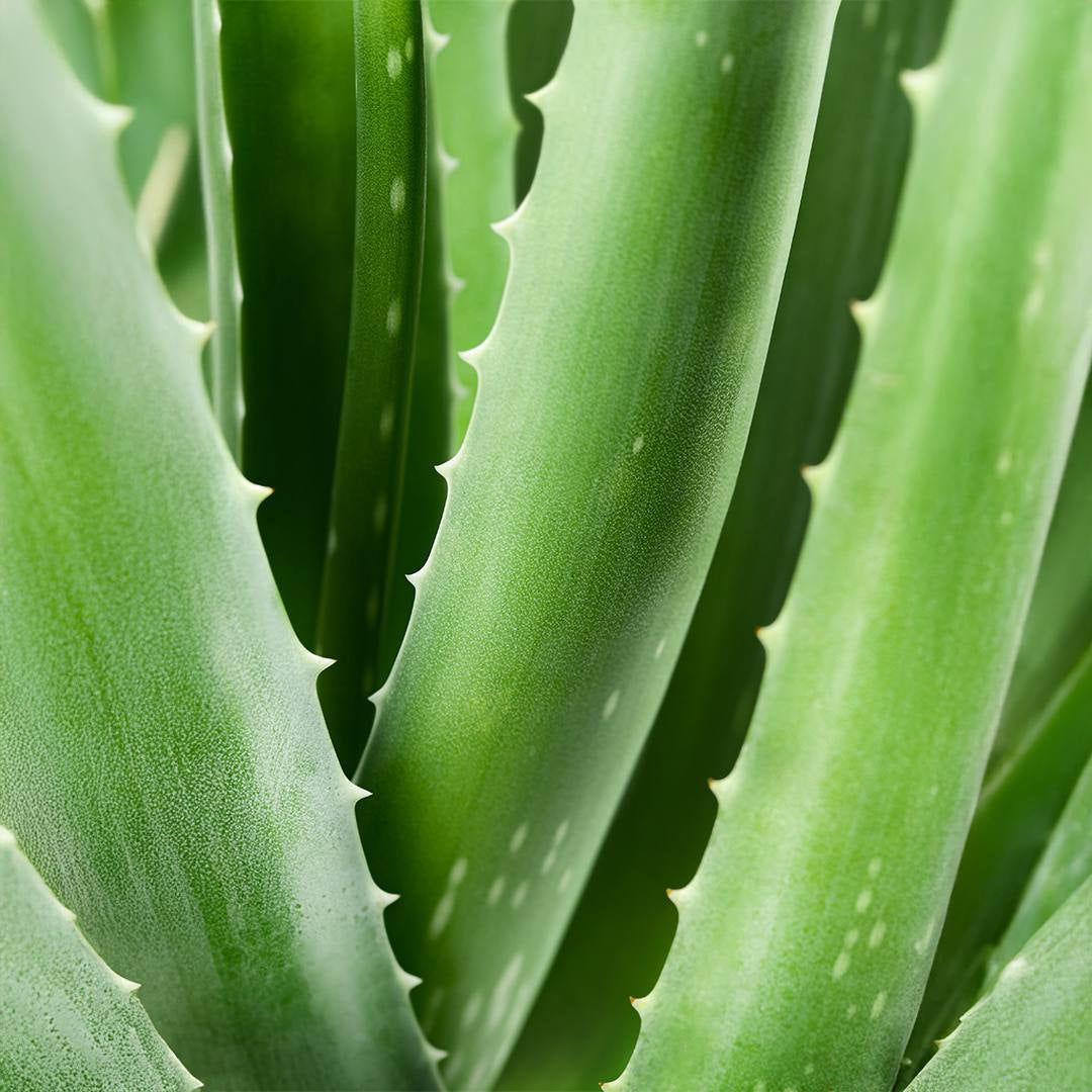 Aurodhea Bain de Bouche à l'Aloe Vera - Soin Buccal Apaisant & Antibactérien